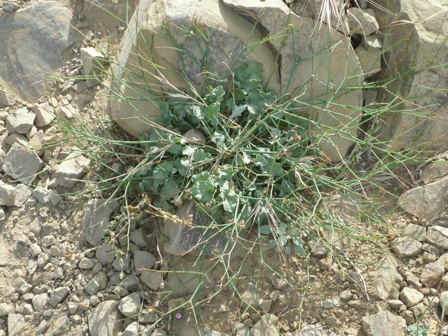 High Resolution Eriogonum baileyi Leaf